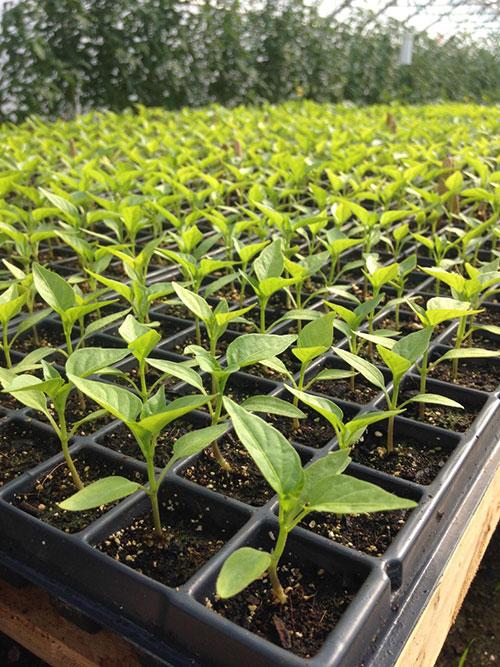 plants-plusieurs-poivrons-coin